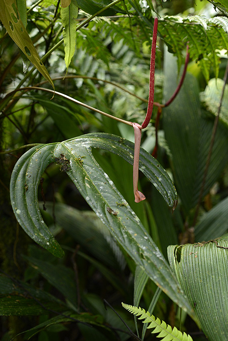 Anthurium madisonianum