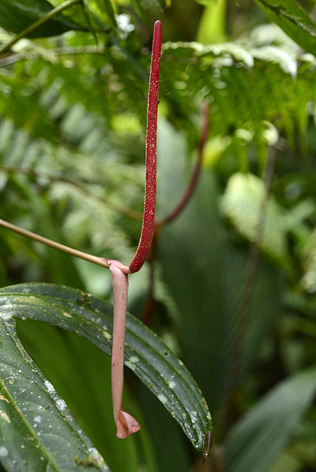 Anthurium madisonianum