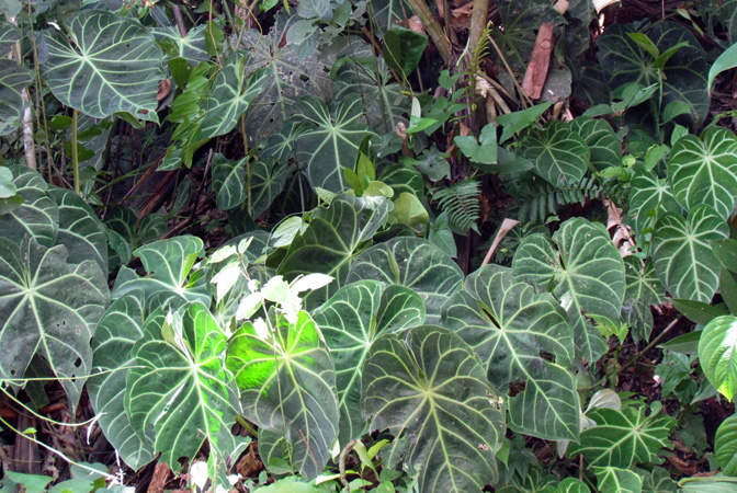 Anthurium magnificum