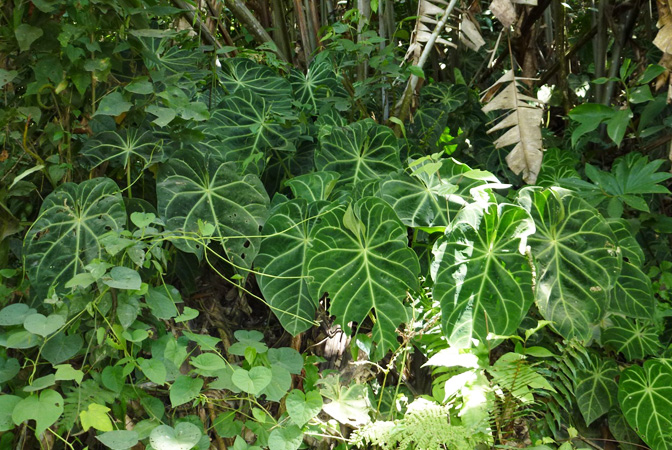 Anthurium magnificum