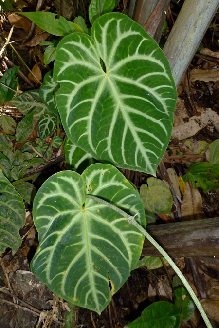 Anthurium magnificum