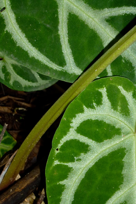 Anthurium magnificum