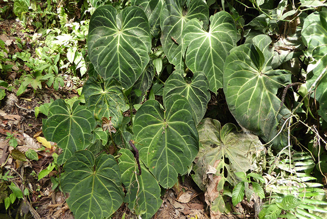 Anthurium magnificum