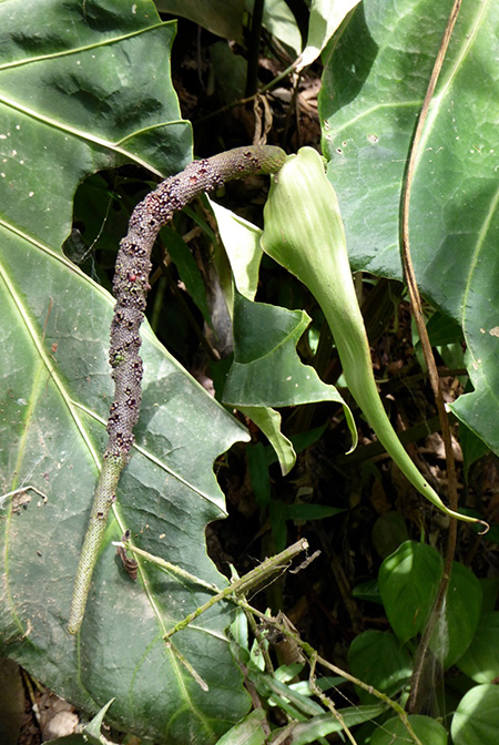 Anthurium magnificum