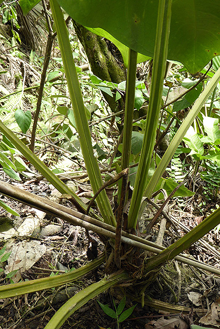 Anthurium magnificum