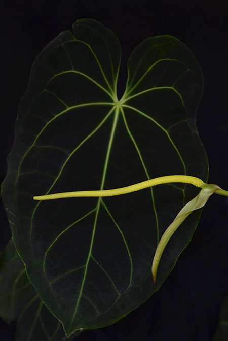 Anthurium magnificum
