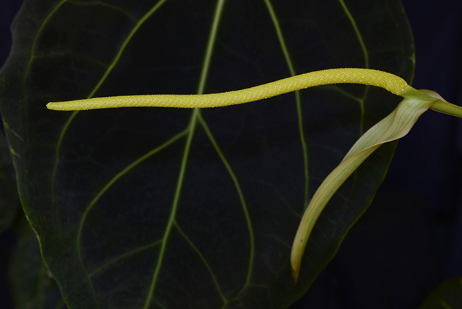 Anthurium magnificum