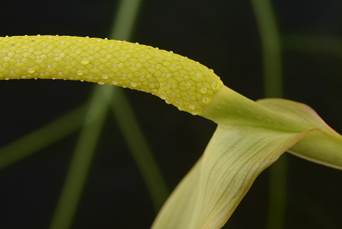 Anthurium magnificum