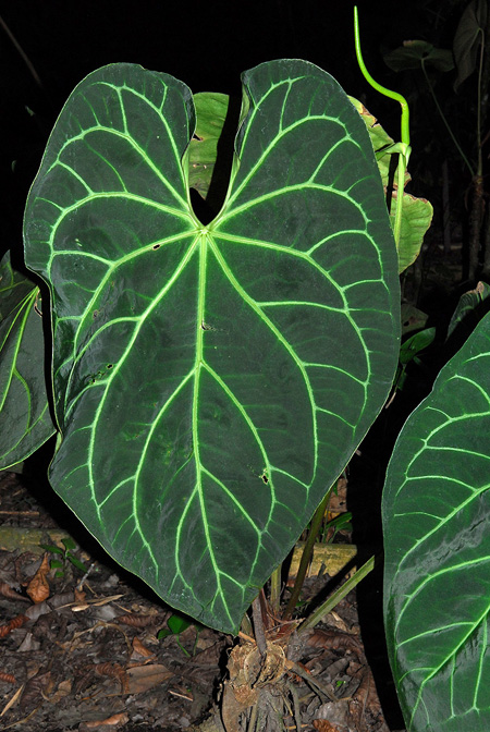 Anthurium magnificum