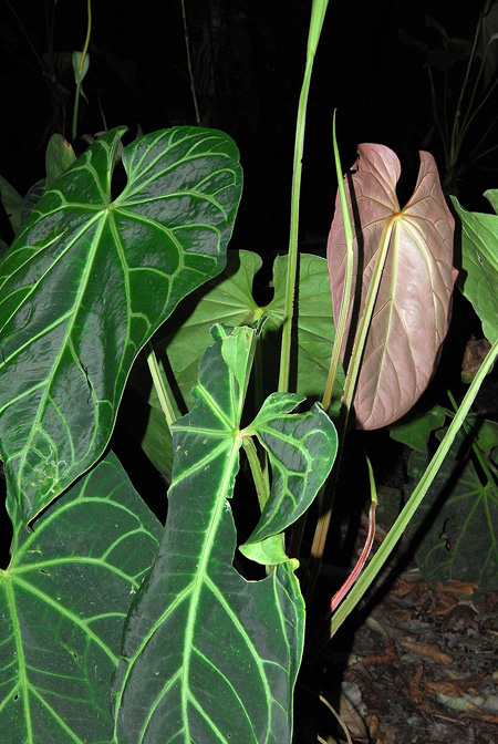 Anthurium magnificum