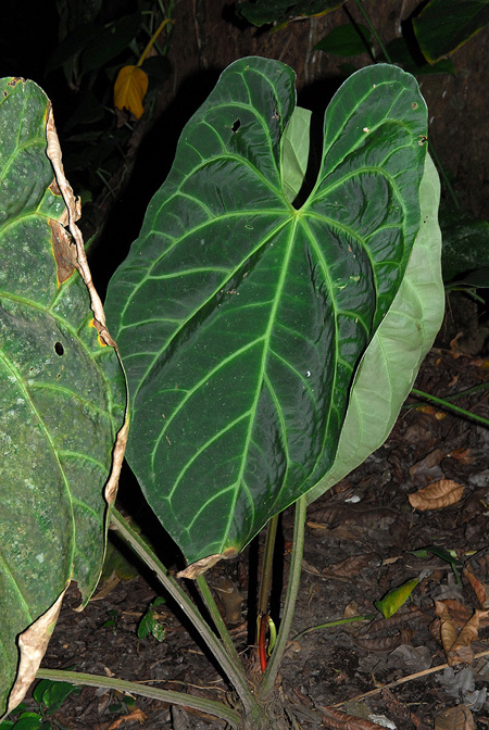 Anthurium magnificum