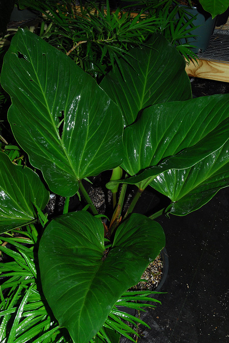 Anthurium mancuniense