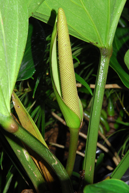 Anthurium mancuniense