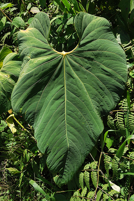 Anthurium margum