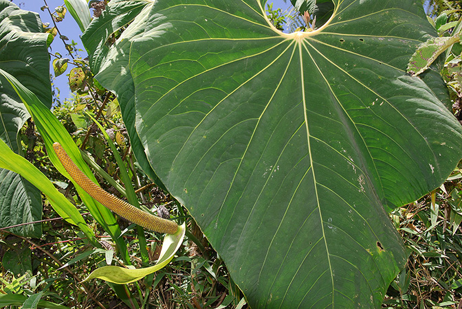 Anthurium margum