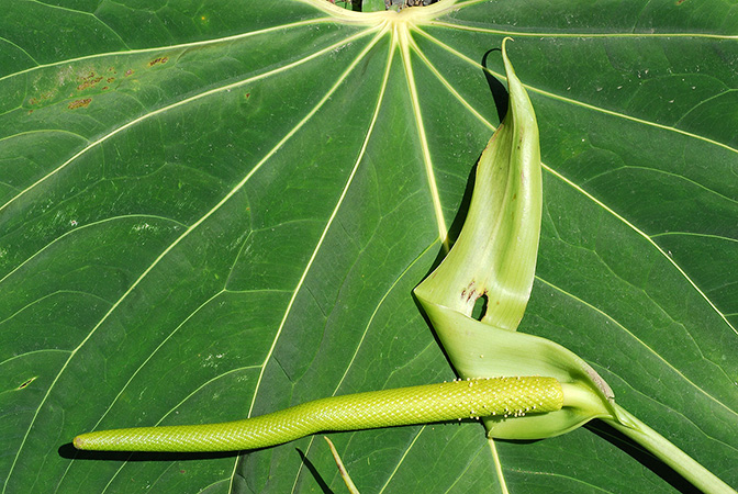 Anthurium margum
