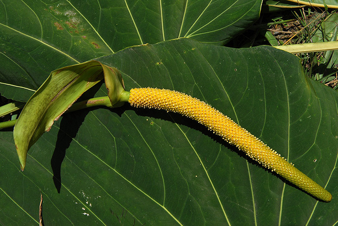 Anthurium margum