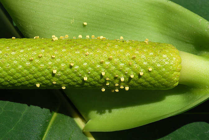 Anthurium margum