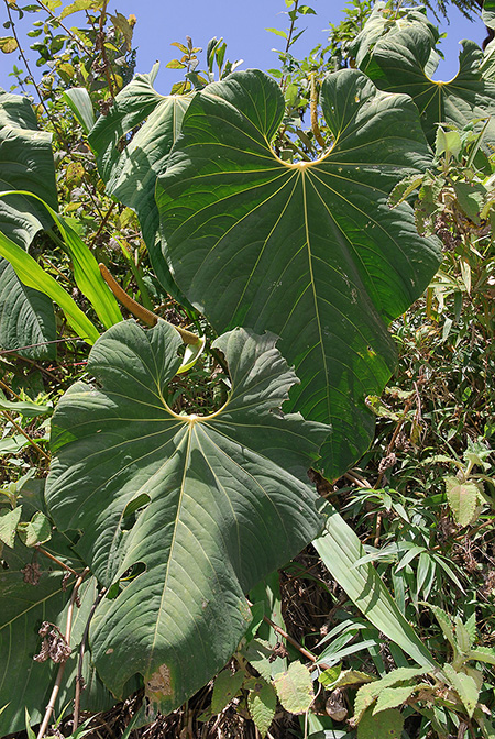 Anthurium margum