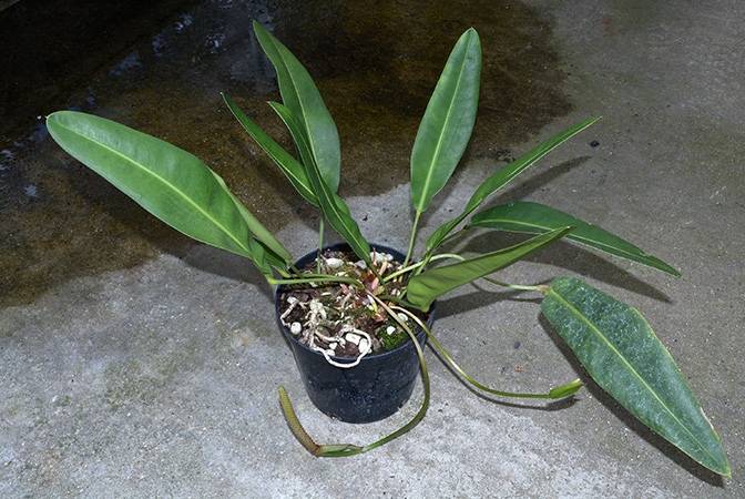Anthurium maricense
