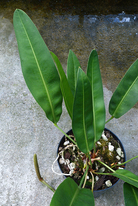 Anthurium maricense