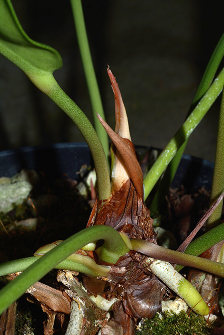 Anthurium maricense