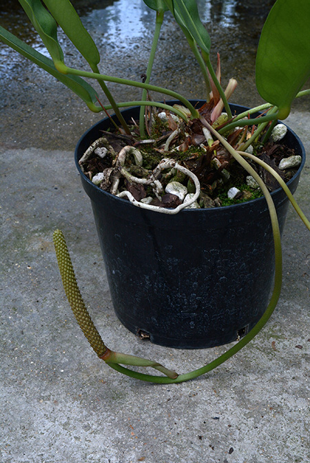 Anthurium maricense