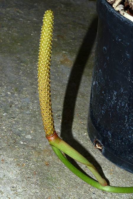 Anthurium maricense