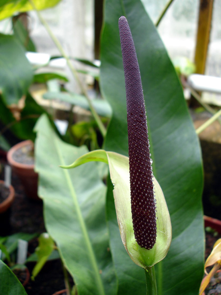 Anthurium martianum