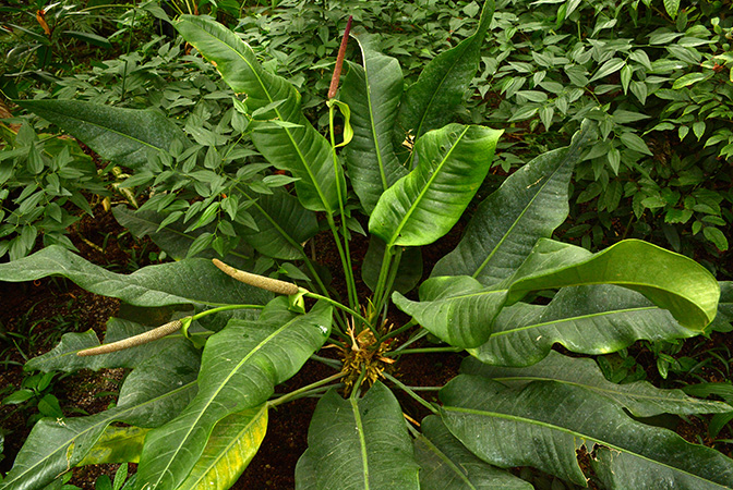 Anthurium martianum