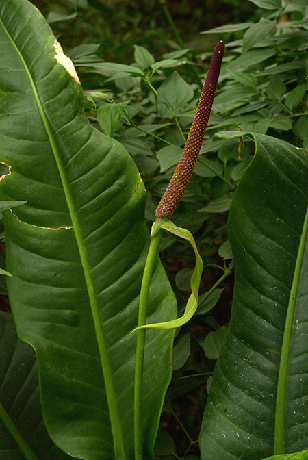Anthurium martianum