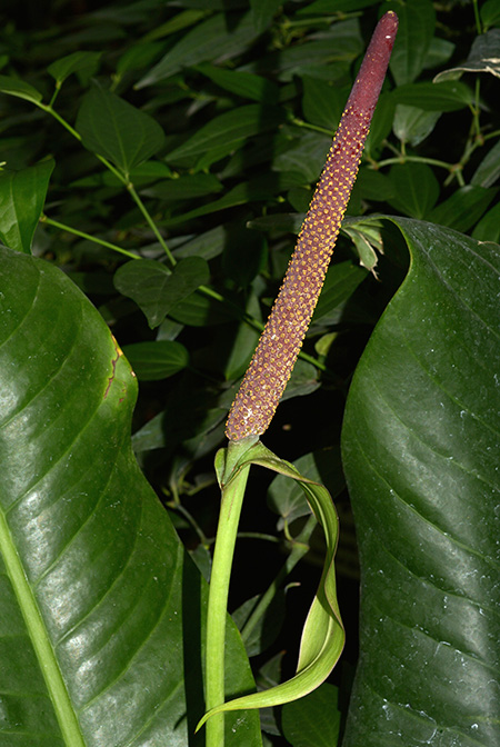 Anthurium martianum