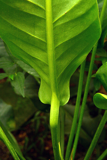 Anthurium martianum