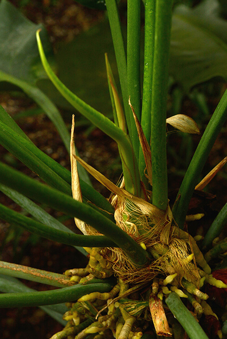 Anthurium martianum