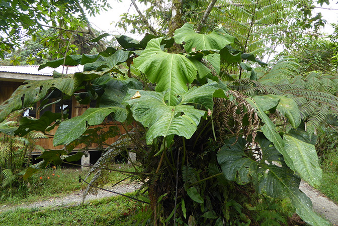 Anthurium melampyi