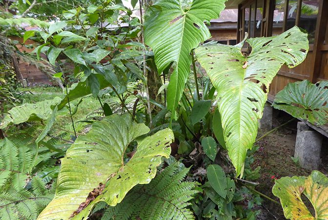 Anthurium melampyi