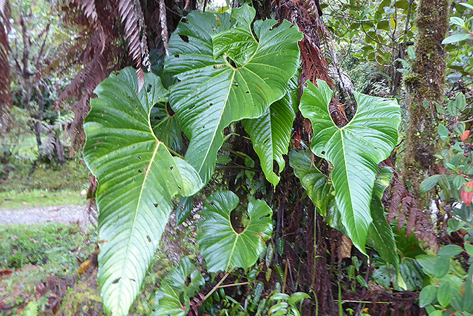 Anthurium melampyi