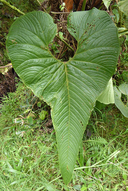 Anthurium melampyi