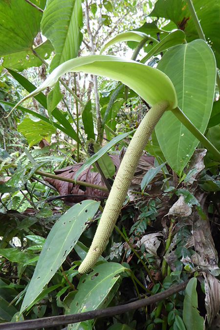 Anthurium melampyi