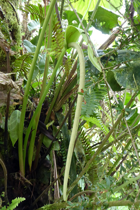 Anthurium melampyi