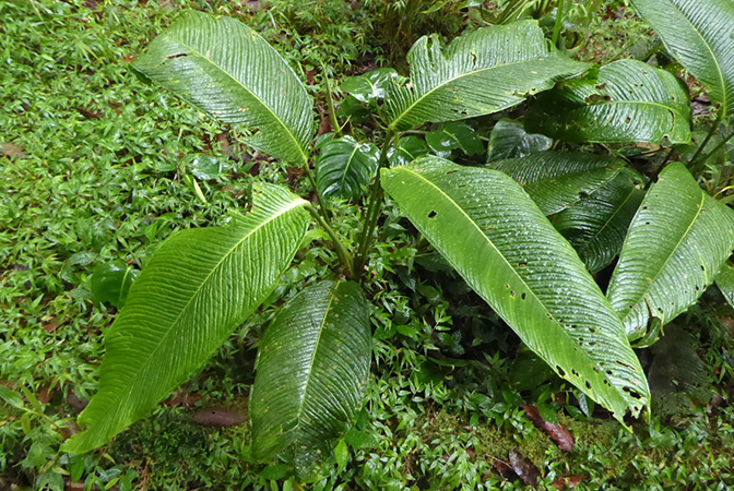 Anthurium membranaceum