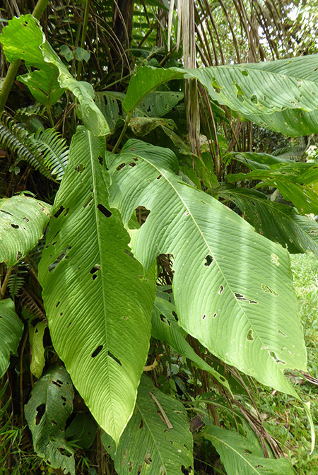 Anthurium membranaceum