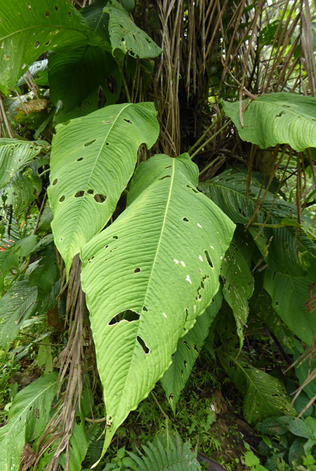 Anthurium membranaceum