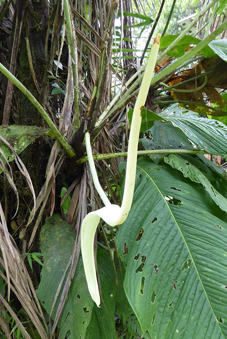 Anthurium membranaceum