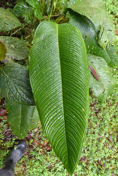 Anthurium membranaceum