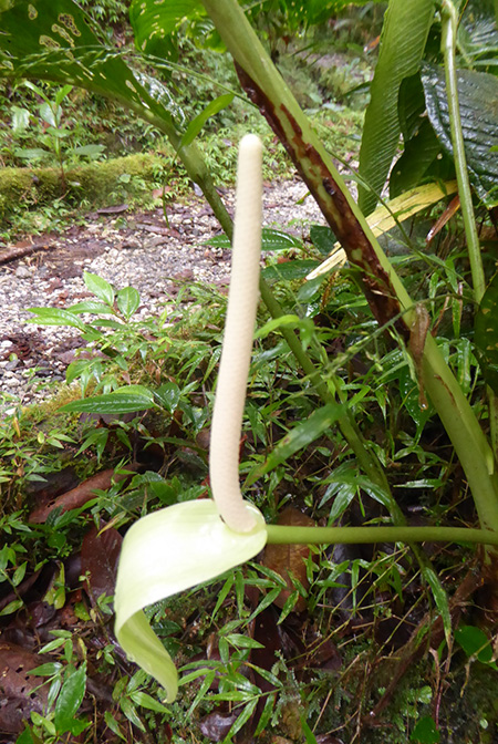 Anthurium membranaceum