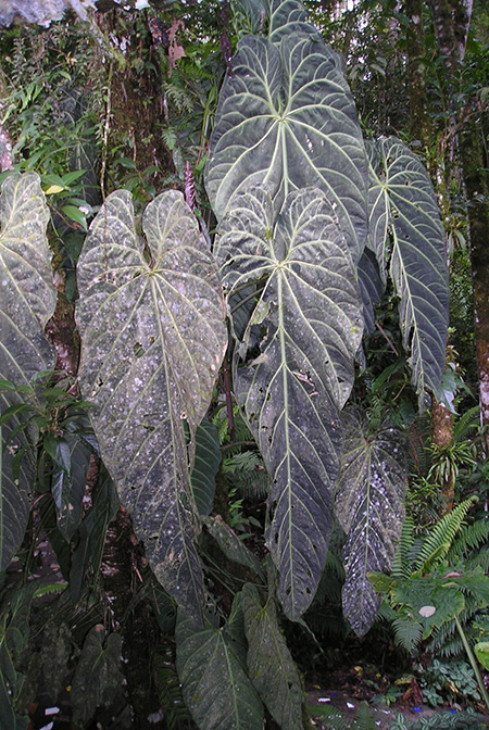 Anthurium metallicum