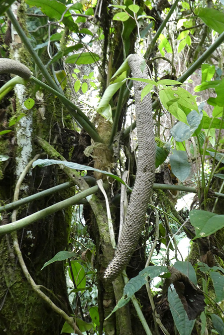 Anthurium metallicum