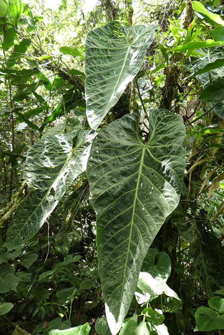 Anthurium metallicum