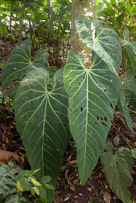 Anthurium metallicum